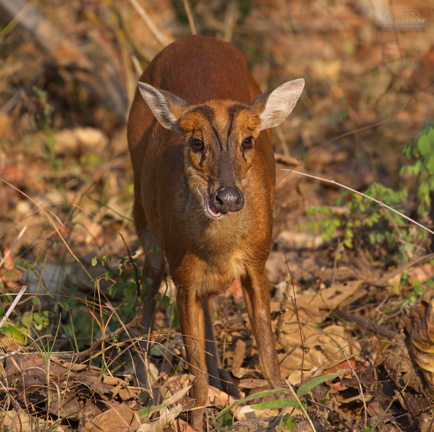 Tadoba - Muntjac Muntjacs, ook wel bekend als blaffende herten en Mastreani herten, zijn kleine schuwe herten die leven solitair. Stefan Cruysberghs